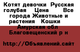 Котят девочки “Русская голубая“ › Цена ­ 0 - Все города Животные и растения » Кошки   . Амурская обл.,Благовещенский р-н